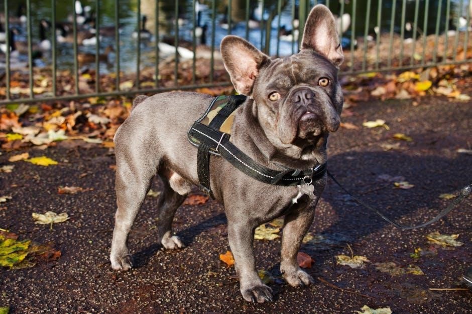 easy walk harness instructions pdf